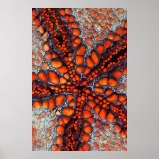 Poster Back Side of Sea Star |cambodia (Devant)