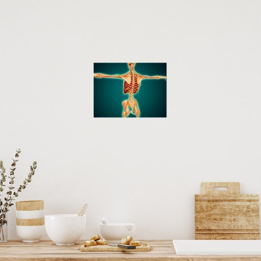 Poster Back View Of Human Skeleton With Nervous System (Cuisine)