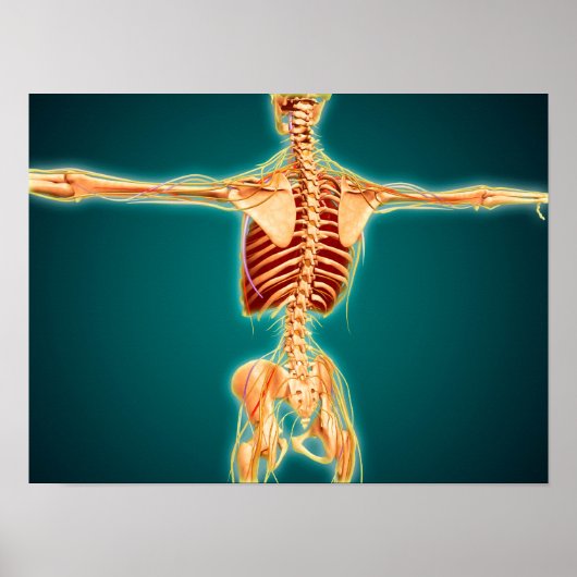 Poster Back View Of Human Skeleton With Nervous System (Devant)