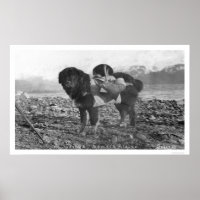 Backpacking Dog Seward, Alaska 1911
