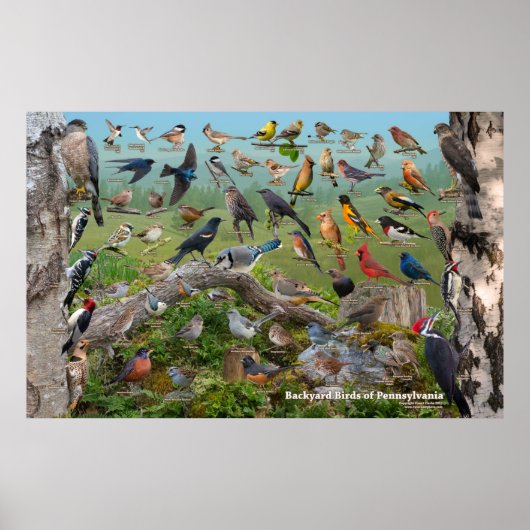 Poster Backyard Birds of Pennsylvania Custom SIze (Devant)