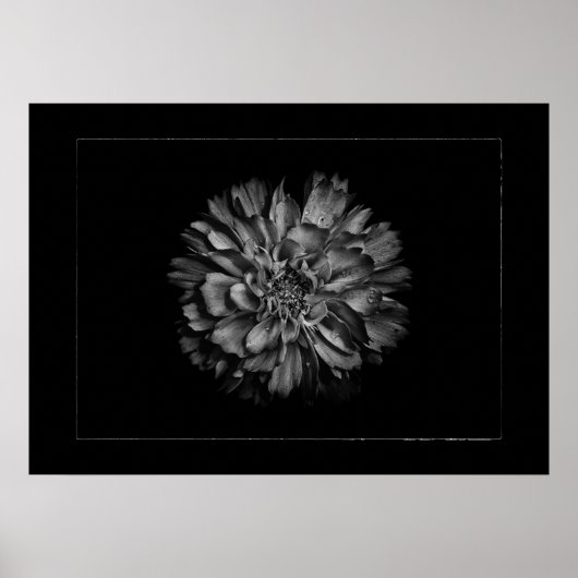 Poster Backyard Flowers In Black & White No 79 Border (Devant)