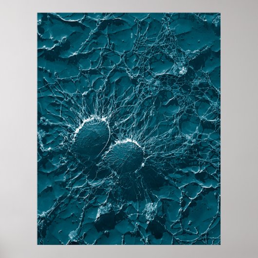 Poster Bacterial cells of Staphylococcus Aureus Close Up (Devant)