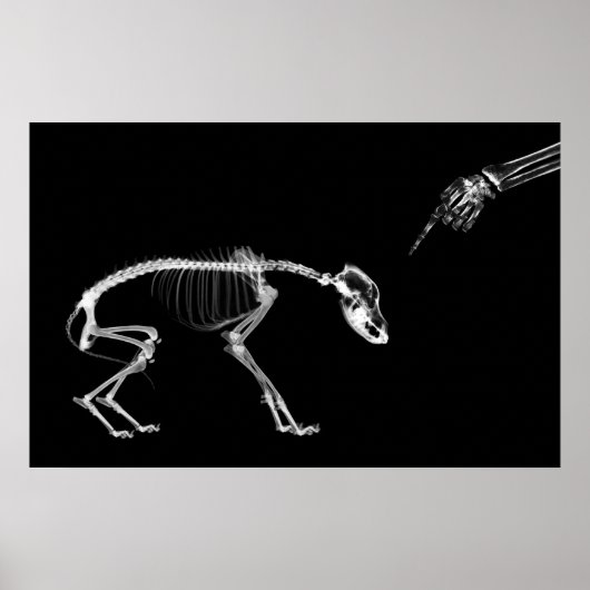 Poster - Bad Dog Xray Skeleton Black White (Voorkant)