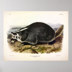 Poster Badger américain (Taxidea taxus) par Audubon