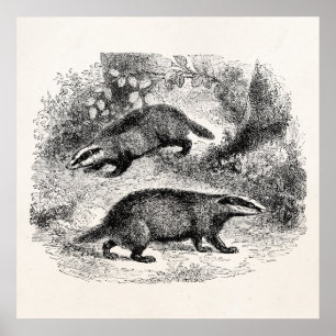Poster Badger vintage 1800s Badgers Illustration