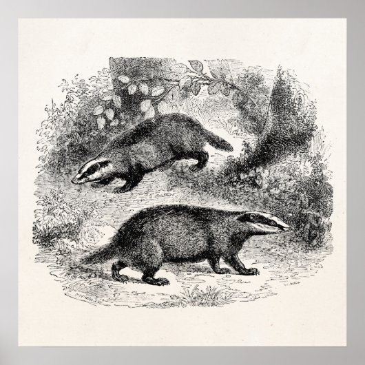 Poster Badger vintage 1800s Badgers Illustration (Devant)