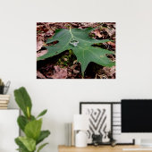 Poster Bague fiançailles sur une feuille de chêne vert (Bureau à domicile)
