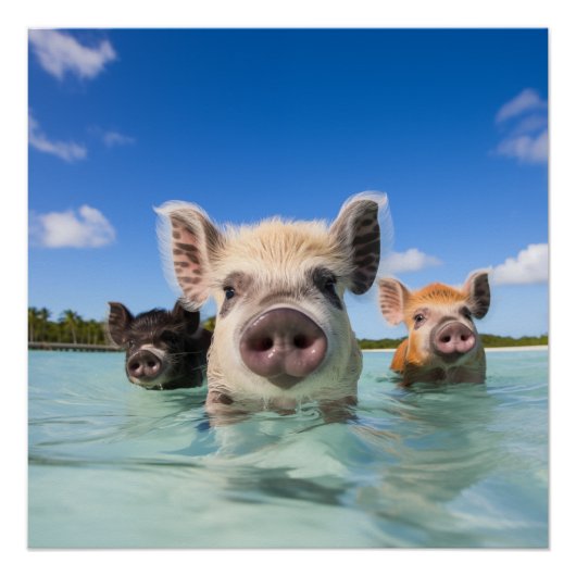 Poster Bahamas Swimming Pig 2024 (Devant)