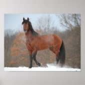Poster Baie Andalousie Stallion debout En Neige (Devant)