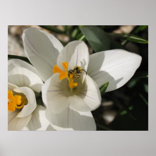 Poster Baie de Busy (Devant)