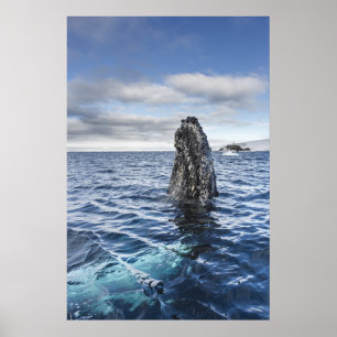 Poster Baie d'espoir de Spyhops de baleine de bosse,
