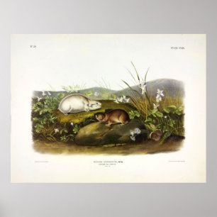 Poster Baie d'Hudson (Collared Ungava) Lemming par Audubo