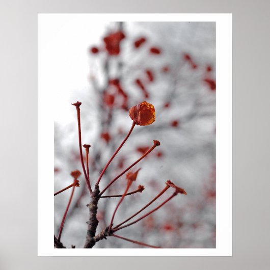 Poster baie rouge (Devant)