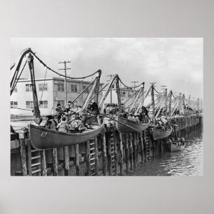 Poster Baie Sheepshead