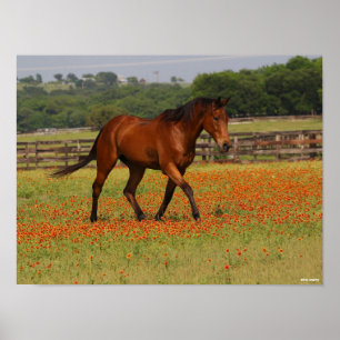 Poster Baie Thoroughbred Horse Walking Flowers
