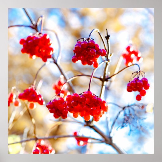 Poster Baies Arrowwood (Devant)