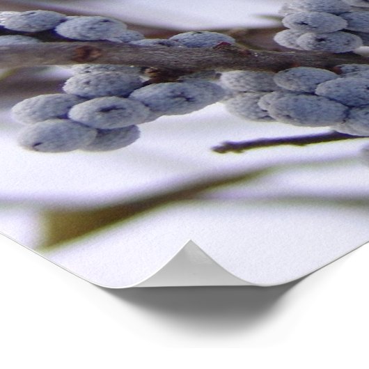 Poster Baies congelées (Coin)