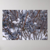 Poster Baies congelées (Devant)