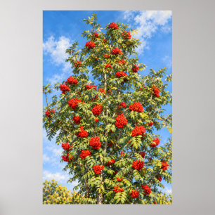 Poster Baies écarlates de sorbier sous un ciel bleu ensol