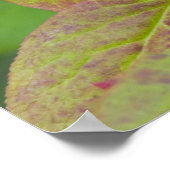 Poster Baies mûres dans le Flathead National (Coin)