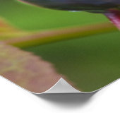 Poster Baies mûres dans le Flathead National 2 (Coin)