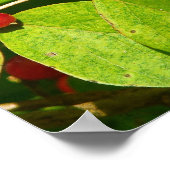 Poster Baies rouges (Coin)