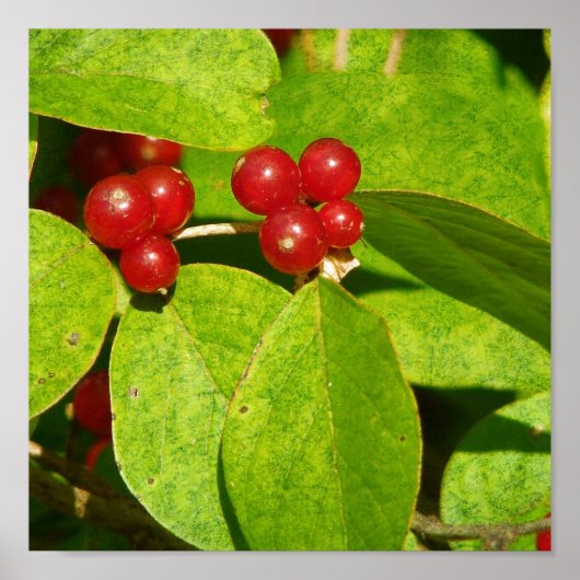 Poster Baies rouges (Devant)