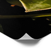 Poster Baies rouges d'hiver à Jersey (Coin)