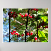 Poster Baies rouges sur l'affiche photo d'arbre (Devant)