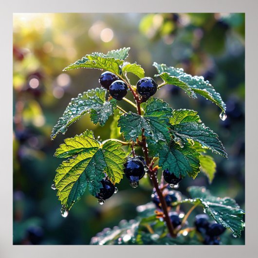 Poster 🫐 Baies Sombres Pour Mur de Cuisine 🫐 (Devant)