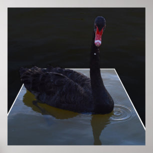 Poster Baignade De Cygne Noir Dans L'Étang Dimensionnel,