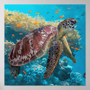 Poster Baignade de la tortue verte près de la barrière de