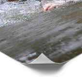 Poster Baignade Puppy Splashing (Coin)