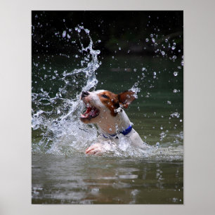 Poster Baignade Puppy Splashing