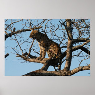 Poster Bâillements de léopard tout en se reposant sur un