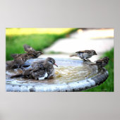 Poster Bain Communal (Devant)