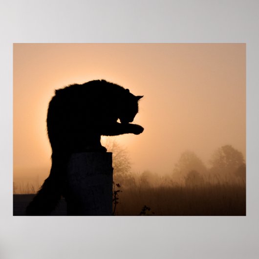 Poster Bain du matin du chat (Devant)