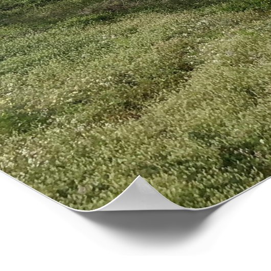 Poster Bains Sutro (Coin)