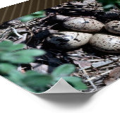 Poster Baird''s Sandpiper Nest avec oeufs (Coin)