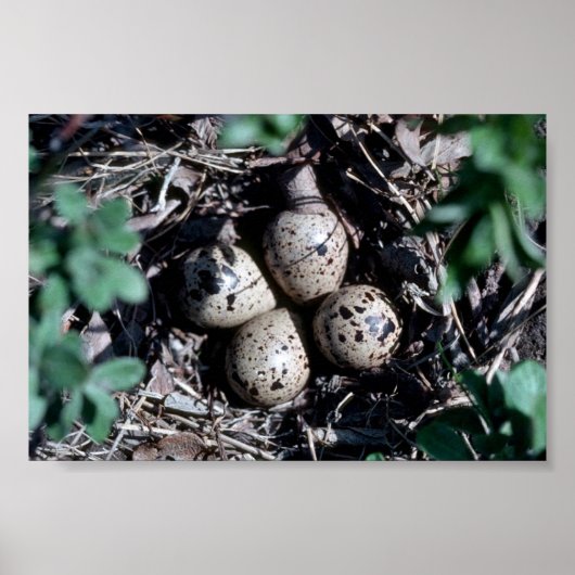 Poster Baird''s Sandpiper Nest avec oeufs (Devant)