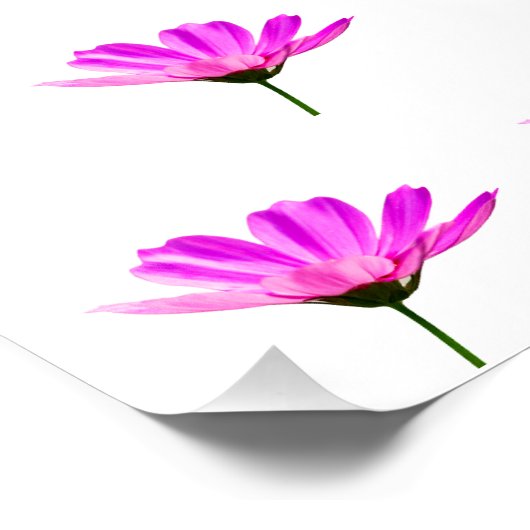 Poster Baise rose (Coin)