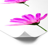Poster Baise rose (Coin)