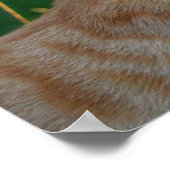 Poster Baiser de Kitty (Coin)