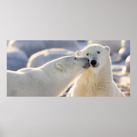 Poster Baiser d'ours polaire (Devant)