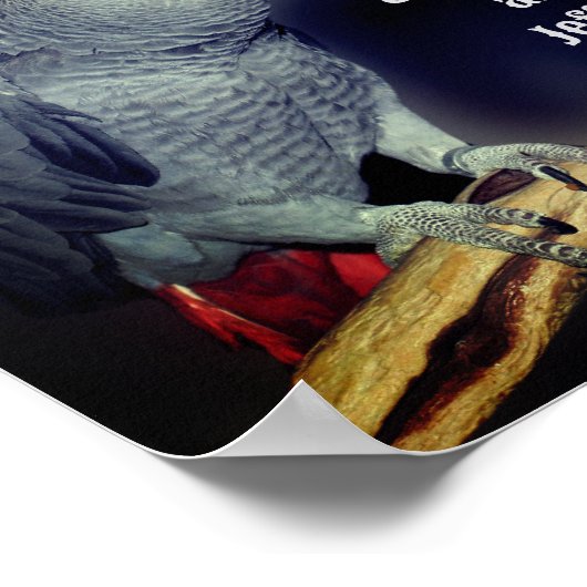 Poster Baiser les perroquets mignon cadeau Mariage person (Coin)