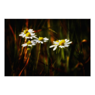 Poster Baisers solaires sur camomille