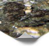 Poster Baja Stingray (Coin)