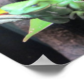 Poster Balancer la grenouille (Coin)