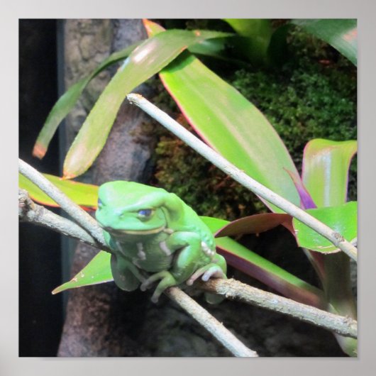 Poster Balancer la grenouille (Devant)
